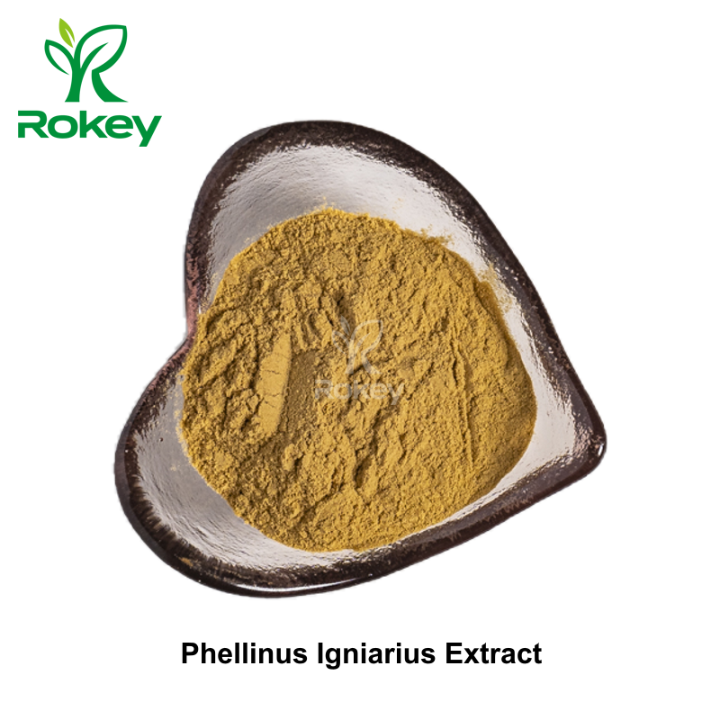Phellinus Igniarius Extract